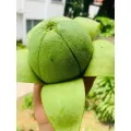 อโวคาโด้  บูท 7 พันธุ์นำเข้า เหนียวมันอร่อย ขายเป็น กิโล