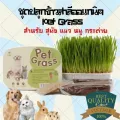 อาหารแมว หญ้าแมว ขนมแมว ชุดปลุกข้าวสาลี ออแกนิค เกรดพรีเมี่ยม สำหรับแมว Pet Grass