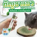 กัญชาแมว Catnip ออร์แกนิคแบบหลอด ช่วยขับถ่ายขน ช่วยระบบเผาผลาญ เจริญอาหาร