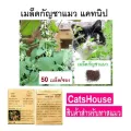 เมล็ดต้นกัญชาแมว Nepeta Cataria