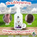 แชมพูหมาแก้คันเกาขนร่วง เชื้อรายีสต์ขี้เรื้อน ขนาด 120ml