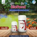 BioPond ไบโอพอนด์ จุลินทรีย์สำหรับทำระบบกรองชีวภาพ ทำให้น้ำใส สลายของเสีย ปรับสภาพน้ำ ควบคุมแอมโมเนีย