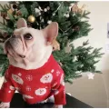 Santa Claus Dog Shirt