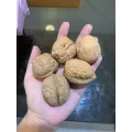 วอลนัท หอม อร่อย 1 ชุดมี 5 ลูก ราคาเพียง 40 บาท