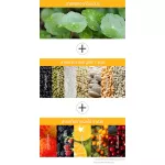 Medical Snow Glow Vita-C 23 ml.