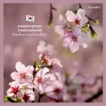 Hyaya Intense, Whitening, Pre-Serum, White Serum, Baby Serum Serum, Serum, 7-14 days New skin white