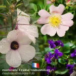 Giffarine Hyaya Inthane Cevite, Pre-Giffarine Hya Intensive Whitening Pre-Serum serum, 27 ml.