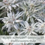 ซีรั่ม บำรุงผิวขาว กระจ่างใส ลดความหมองคล้ำ สารสกัดจากดอกไม้สีขาว เอดดัลไวส์ ไวท์เทนนิ่ง ซีรั่ม ชนิดเข้มข้น พิเศษ Edelweiss Whitening Serum Giffarine