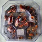 Tokai, a 4 -way miracle cockroaches for safety and clean, hygienic For a good life