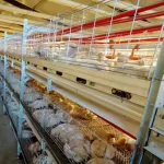 Step chicken cage covers Professional automatic breeding equipment is standard, modern, using large and large machinery.