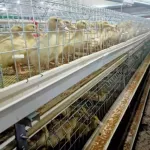 Automatic cage, automatic breeding equipment, professional, modern, uses large and large machinery