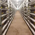 Cage, Krathong, automatic breeding equipment, professional, modern, uses large machinery and large qualifications.