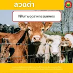 ลวดสปริงสแตนเลส ขายเป็นม้วน Black Annealed Wire ลวดเป็น ลวดสแตนเลส ลวดสปริง สเตนเลส ลวดเติม ลวดป้อน ลวดอาร์กอน ลวดดำ ลวดมัด ลวดผูกเหล็ก มิตสห Mitsaha