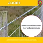 ลวดสปริงสแตนเลส ขายเป็นม้วน Black Annealed Wire ลวดเป็น ลวดสแตนเลส ลวดสปริง สเตนเลส ลวดเติม ลวดป้อน ลวดอาร์กอน ลวดดำ ลวดมัด ลวดผูกเหล็ก มิตสห Mitsaha