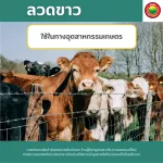 ลวดสังกะสี ลวดขาว เบอร์18 Galvanized Wire ลวดสังกะสี ลวดชุป ลวดขด ลวดอลูมิเนียม ลวดเติม ลวดป้อน ลวดป่อน ลวดม้วน ลวดสปริงสแตนเลส ดัดบอนไซ มิตสห Mitsaha