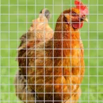 JT09 Rusty Wire Rusty Galvanized Eye Wire 1 inch 1.2 mm Length 10-30 meters / 90cm-120cm Height Steel Bird Cage Nok Nok Jade Parrot Marcore