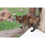 JT09 Rusty Wire Rusty Galvanized Eye Wire 1/4 Inch Wire 0.55-1 mm Length 10-30 meters / 90cm-120cm Height Steel Bird Cage Nok Swan Jade Parrot Marcer