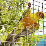 JT09 Rusty Wire Rusty Galvanized Eye Wire 1 inch 1.2 mm Length 10-30 meters / 90cm-120cm Height Steel Bird Cage Nok Nok Jade Parrot Marcore