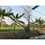 Barbarm coated with hot galvanized galvanized, rust number 16, length 100m / number 14, length 60m Barbed wire surrounded the fence Double barbed wire