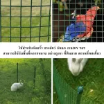 Roll 10 meters, wire mesh, PVC, eye 1/2 "1/4" 0.9 meters wide Wire, chicken cages