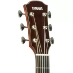 YAMAHA® AC5R, 40 -inch electric guitar, Concert Body Cutaway 20 Freck, Top Solid Sidaz Side and back of the rosewood