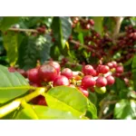 Cafe R'ONN House Blend coffee capsmas. Dark roasted 10/box. Can be used with a Nespresso *