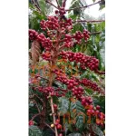 Roasted coffee beans in the middle of Phu Nam Rin OTOP Arabica 100% 250 grams per bag. 1 Coffee Arabica 100% fresh coffee.