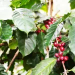 Arabica coffee beans mixed Robusta, dark roasted A7