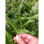 พาลอร์ ชาแดง พรีเมี่ยม ออร์แกนิค แบบถุงซิปล็อค ขนาด 30 กรัม