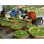 ชาคอร์คั่ว ชาจีนสูตรโบราณคั่ว พรีเมี่ยม ออร์แกนิค แบบถุงซิปล็อค ขนาด 30 กรัม