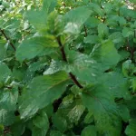 100% motion powder, no color, not flavoring herbs. Use to brew or cook bakery.