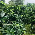 House Blend, Cafe R'ONN, dark roasted house, 250 grams