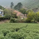 ชา เติมน้ำชา ของขวัญล้ำค่า กล่องสวยดีน ชาเขียวหวานชาใหม่ชาจีน กระสุน 200 กรัม และปืน 400 กิ๊ก HUANGSHANMAOFENG