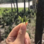 ชา เติมน้ำชา ของขวัญล้ำค่า กล่องสวยดีน ชาเขียวหวานชาใหม่ชาจีน กระสุน 200 กรัม และปืน 400 กิ๊ก HUANGSHANMAOFENG