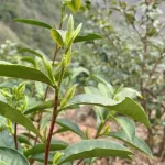 ชา เติมน้ำชา ของขวัญล้ำค่า กล่องสวยดีน ชาเขียวหวานชาใหม่ชาจีน กระสุน 200 กรัม และปืน 400 กิ๊ก HUANGSHANMAOFENG