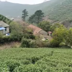 ชา จากชาเขียวจีนชาเขียวจีนเครื่องดื่มชา ที่บ้านกระเป๋าขนาด 100 กรัมกลิ่นหอมจังสดใหม่สดใหม่ในรูปแบบใหม่ เติมน้ำชา