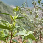 ชา จากชาเขียวจีนชาเขียวจีนเครื่องดื่มชา ที่บ้านกระเป๋าขนาด 100 กรัมกลิ่นหอมจังสดใหม่สดใหม่ในรูปแบบใหม่ เติมน้ำชา