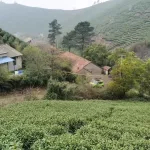 Taiping kowkui-ชา ชาจีน ชาใหม่หวาน ชาเขียว เติมน้ำชาชาเขียวคุณภาพดี กลิ่นหอมจัง เครื่องดื่มชา ที่บ้าน ในรูปแบบใหม่ สดใหม่สดใหม่ กระป๋องขนาด 250 ก.