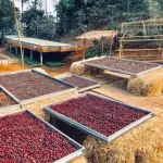 "A Americano coffee, Arabica 100%, Cafe R'ONN, roasted in the middle 250 grams.