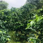 "A Americano coffee, Arabica 100%, Cafe R'ONN, roasted in the middle 250 grams.