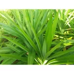 Pandan pandan pandan dried organic contains 20 grams. Dried Pandan