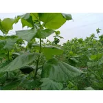 Mulberry leaves, mulberry leaves, dry mulberry leaves, organic packed 30 grams
