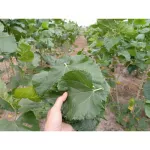 Mulberry leaves, mulberry leaves, dry mulberry leaves, organic packed 30 grams