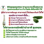 ชามะละกอผสมใบเตย 6 ขวด ผลิตจากสมุนไพรธรรมชาติ ดูแลระบบขับถ่าย ล้างไขมัน ดีท๊อกซ์ลำไส้ ขับปัสสาวะ ดูแลสุขภาพร่างกาย ได้มาตรฐาน GMP ผ่านการรับรองจาก อย.