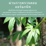 Jiao Ku Lan, All 100 grams of organic USDA - Reducing blood sugar, reducing pressure to help digestion Prevent cancer, drink both hot and cold