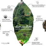 USDA black tea, 500 grams of organic, drove fat, helping to burn, reduce cholesterol, help digest 0 calories. Hot Tea / Iced Tea / Cold Brew / Kombucha and ETC.