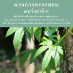 Jiao Ku Lan, All 500 grams -organic USDA - No Cafeine - Reducing blood sugar, reducing pressure to help digestion Prevent cancer, drink both hot and cold