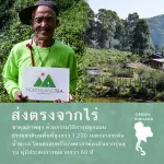 Jiao Ku Lan, All 500 grams -organic USDA - No Cafeine - Reducing blood sugar, reducing pressure to help digestion Prevent cancer, drink both hot and cold