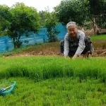 ชาใบข้าว หอมมะลิ  ออร์แกนิค บ้านไร่ต้นฝัน บรรจุ 20 ซองๆ ละ 1.5  กรัม