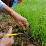 ชาใบข้าว หอมมะลิ  ออร์แกนิค บ้านไร่ต้นฝัน บรรจุ 20 ซองๆ ละ 1.5  กรัม